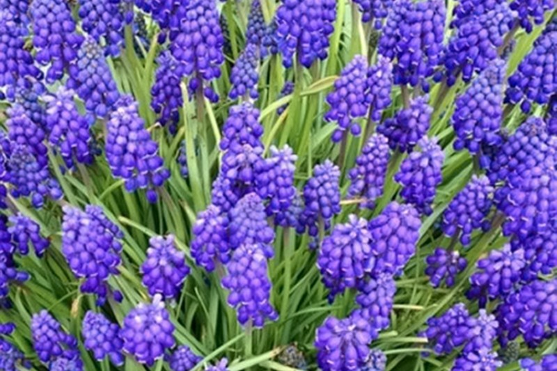 Muscari sp.